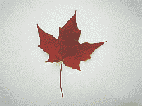 Maple Leaf / JGf